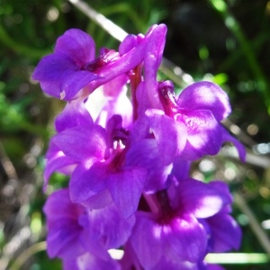 Photographie n°2198648 du taxon Orchis mascula subsp. mascula 