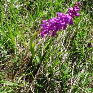 Photographie n°2198649 du taxon Orchis mascula subsp. mascula 