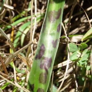 Photographie n°2198650 du taxon Orchis mascula subsp. mascula 