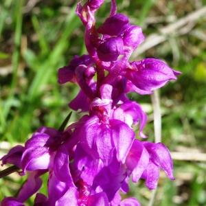 Photographie n°2198651 du taxon Orchis mascula subsp. mascula 