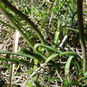 Photographie n°2198654 du taxon Muscari neglectum Guss. ex Ten.