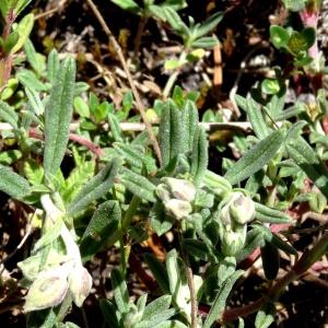 Photographie n°2198657 du taxon Helianthemum apenninum (L.) Mill. [1768]