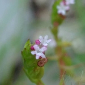 Photographie n°2198662 du taxon Centranthus calcitrapae (L.) Dufr.