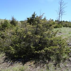 Photographie n°2198683 du taxon Juniperus communis L.