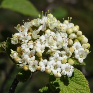 Photographie n°2198699 du taxon Viburnum lantana L.