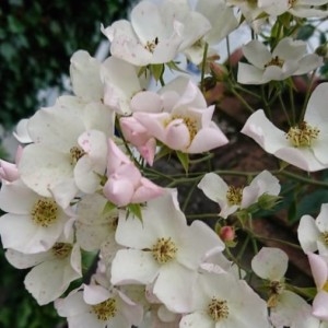 Photographie n°2198706 du taxon Rosa multiflora Thunb. [1784]