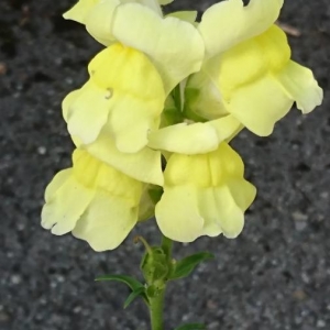 Photographie n°2198707 du taxon Antirrhinum majus L. [1753]