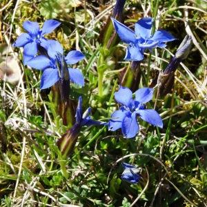 Photographie n°2198709 du taxon Gentiana verna subsp. verna 
