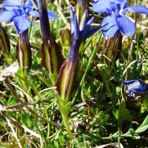 Photographie n°2198710 du taxon Gentiana verna subsp. verna 