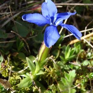 Photographie n°2198713 du taxon Gentiana verna subsp. verna 