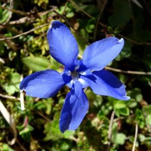 Photographie n°2198714 du taxon Gentiana verna subsp. verna 