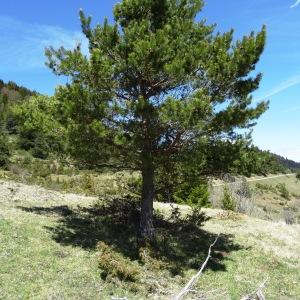 Photographie n°2198729 du taxon Pinus mugo subsp. uncinata (Ramond ex DC.) Domin [1936]