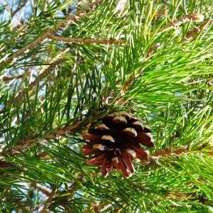 Photographie n°2198730 du taxon Pinus mugo subsp. uncinata (Ramond ex DC.) Domin [1936]