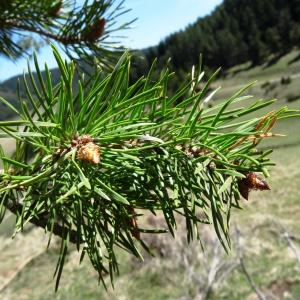 Photographie n°2198731 du taxon Pinus mugo subsp. uncinata (Ramond ex DC.) Domin [1936]