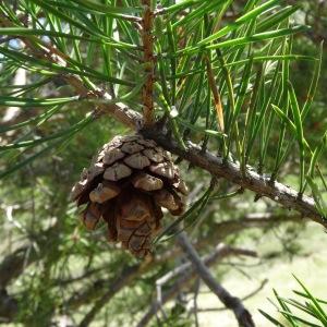 Photographie n°2198732 du taxon Pinus mugo subsp. uncinata (Ramond ex DC.) Domin [1936]