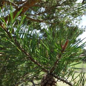 Photographie n°2198733 du taxon Pinus mugo subsp. uncinata (Ramond ex DC.) Domin [1936]