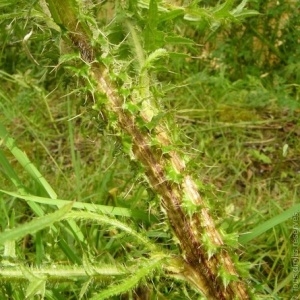 Photographie n°2198738 du taxon Cirsium palustre (L.) Scop. [1772]