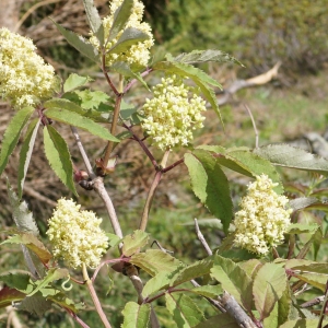 Photographie n°2198760 du taxon Sambucus racemosa L. [1753]