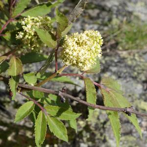 Photographie n°2198762 du taxon Sambucus racemosa L. [1753]