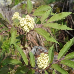 Photographie n°2198764 du taxon Sambucus racemosa L. [1753]