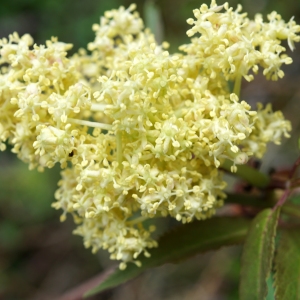 Photographie n°2198766 du taxon Sambucus racemosa L. [1753]