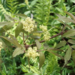 Photographie n°2198773 du taxon Sambucus racemosa L. [1753]