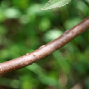 Photographie n°2198774 du taxon Sambucus racemosa L. [1753]