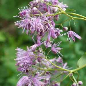 Photographie n°2198780 du taxon Thalictrum aquilegiifolium L. [1753]