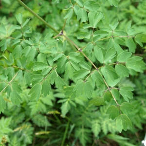 Photographie n°2198782 du taxon Thalictrum aquilegiifolium L. [1753]