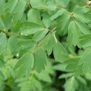 Photographie n°2198784 du taxon Thalictrum aquilegiifolium L. [1753]