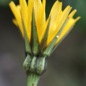 Photographie n°2198809 du taxon Tragopogon dubius Scop. [1772]