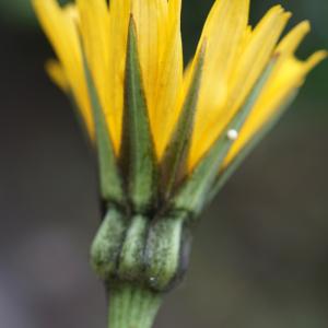 Photographie n°2198810 du taxon Tragopogon dubius Scop. [1772]