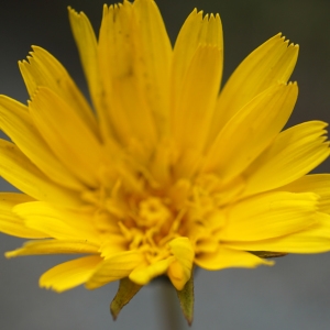 Photographie n°2198811 du taxon Tragopogon dubius Scop. [1772]