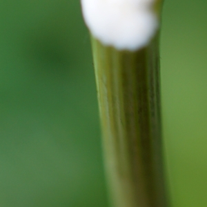 Photographie n°2198817 du taxon Tragopogon dubius Scop. [1772]