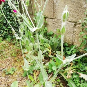 Photographie n°2198823 du taxon Lychnis coronaria (L.) Desr.