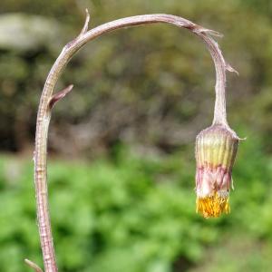 Photographie n°2198824 du taxon Tussilago farfara L. [1753]