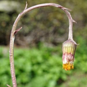 Photographie n°2198825 du taxon Tussilago farfara L. [1753]