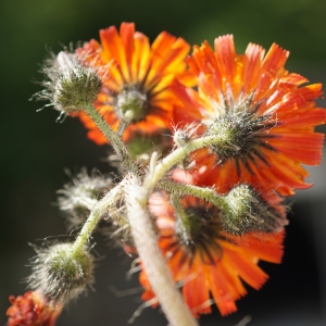 Photographie n°2198890 du taxon Pilosella aurantiaca (L.) F.W.Schultz & Sch.Bip. [1862]