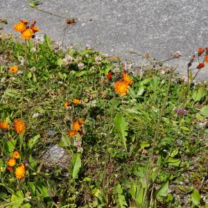 Photographie n°2198892 du taxon Pilosella aurantiaca (L.) F.W.Schultz & Sch.Bip. [1862]