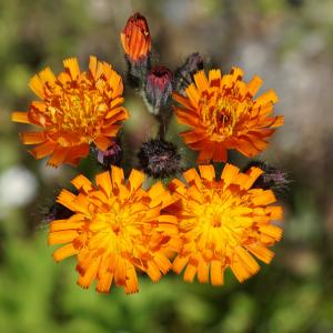 Photographie n°2198894 du taxon Pilosella aurantiaca (L.) F.W.Schultz & Sch.Bip. [1862]