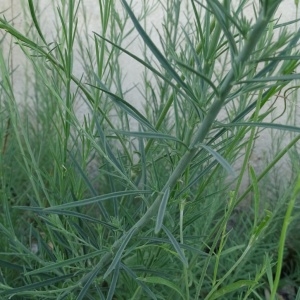 Photographie n°2198912 du taxon Linaria repens (L.) Mill. [1768]