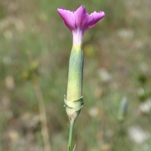  - Dianthus godronianus Jord. [1855]