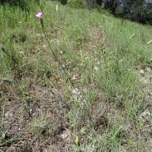  - Dianthus godronianus Jord. [1855]