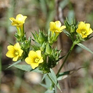 Photographie n°2198929 du taxon Linum strictum L.