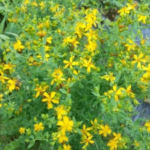 Photographie n°2198931 du taxon Hypericum perforatum L. [1753]