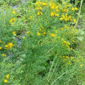 Photographie n°2198932 du taxon Hypericum perforatum L. [1753]