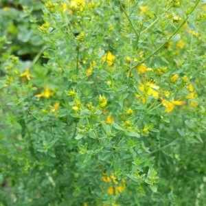 Photographie n°2198933 du taxon Hypericum perforatum L. [1753]