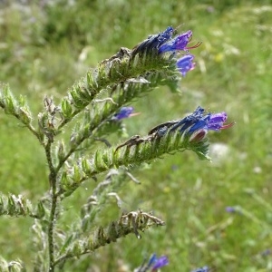 Photographie n°2198940 du taxon Echium vulgare L. [1753]