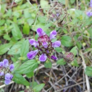 Photographie n°2199007 du taxon Prunella vulgaris L. [1753]