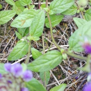 Photographie n°2199008 du taxon Prunella vulgaris L. [1753]